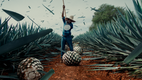 mayenda tequila - agave art