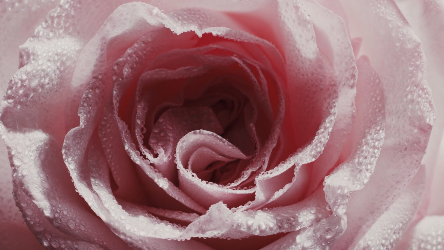 armani privé rose milano