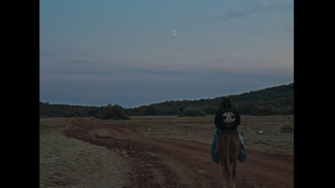 saluki - beach rock hotel