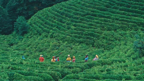 lipton 